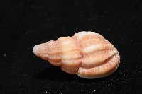 玫瑰峨螺藏品圖，第3張