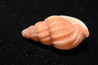 玫瑰峨螺藏品圖，第4張