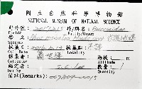 玫瑰峨螺藏品圖，第6張
