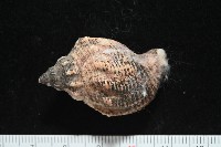 軟帽峨螺藏品圖，第3張