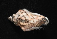 軟帽峨螺藏品圖，第4張