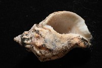 軟帽峨螺藏品圖，第5張