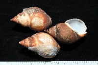 日本鳳螺藏品圖，第1張
