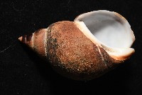 日本鳳螺藏品圖，第2張