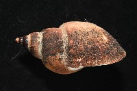 日本鳳螺藏品圖，第3張