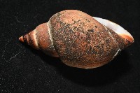 日本鳳螺藏品圖，第4張