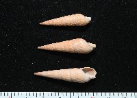 登錄號:007809-00018藏品圖，第1張