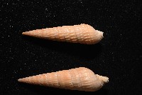 登錄號:007809-00018藏品圖，第2張
