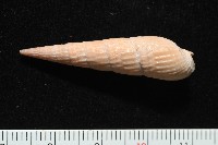 登錄號:007809-00018藏品圖，第5張