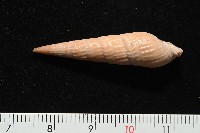 登錄號:007809-00018藏品圖，第6張