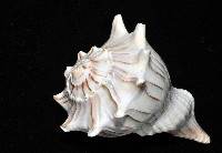 左旋角香螺藏品圖，第12張