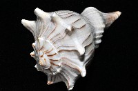 左旋角香螺藏品圖，第15張