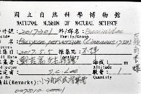 左旋角香螺藏品圖，第16張