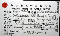 文正鐘螺(呂氏麗口螺)藏品圖，第8張
