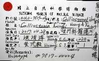 金門鐘螺(洪氏麗口螺)藏品圖，第12張