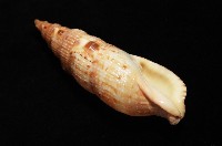小平頭布紋螺藏品圖，第7張