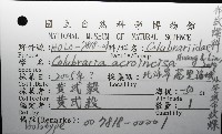 小平頭布紋螺藏品圖，第12張