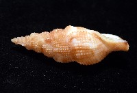 細鋸布紋螺藏品圖，第4張
