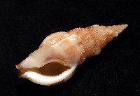 細鋸布紋螺藏品圖，第5張