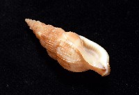 細鋸布紋螺藏品圖，第6張