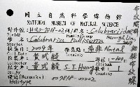 細鋸布紋螺藏品圖，第12張