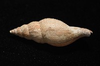希望布紋螺藏品圖，第4張
