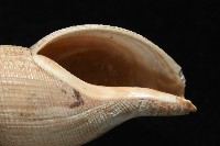 希望布紋螺藏品圖，第5張