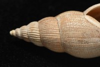 希望布紋螺藏品圖，第6張