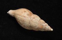 希望布紋螺藏品圖，第7張