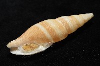 阿猴布紋螺藏品圖，第8張