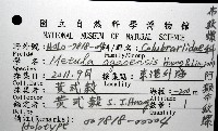 阿猴布紋螺藏品圖，第12張