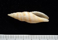 莫三比克布紋螺藏品圖，第1張