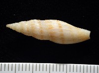 莫三比克布紋螺藏品圖，第3張