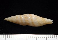 莫三比克布紋螺藏品圖，第4張