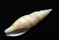 莫三比克布紋螺藏品圖，第5張