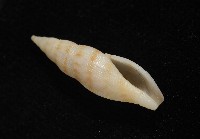 莫三比克布紋螺藏品圖，第6張