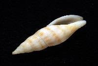 莫三比克布紋螺藏品圖，第7張