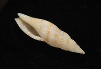 莫三比克布紋螺藏品圖，第8張