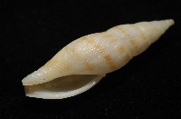 莫三比克布紋螺藏品圖，第9張