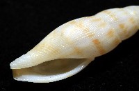 莫三比克布紋螺藏品圖，第10張