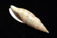 發現布紋螺藏品圖，第7張