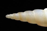 秉川布紋螺藏品圖，第2張