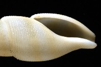 秉川布紋螺藏品圖，第3張