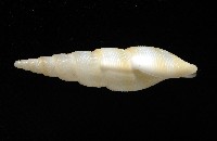 秉川布紋螺藏品圖，第4張