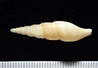 秉川布紋螺藏品圖，第5張