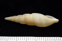 秉川布紋螺藏品圖，第6張