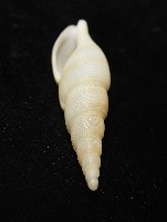 秉川布紋螺藏品圖，第7張