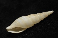 秉川布紋螺藏品圖，第8張