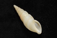 秉川布紋螺藏品圖，第9張