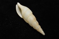 秉川布紋螺藏品圖，第10張